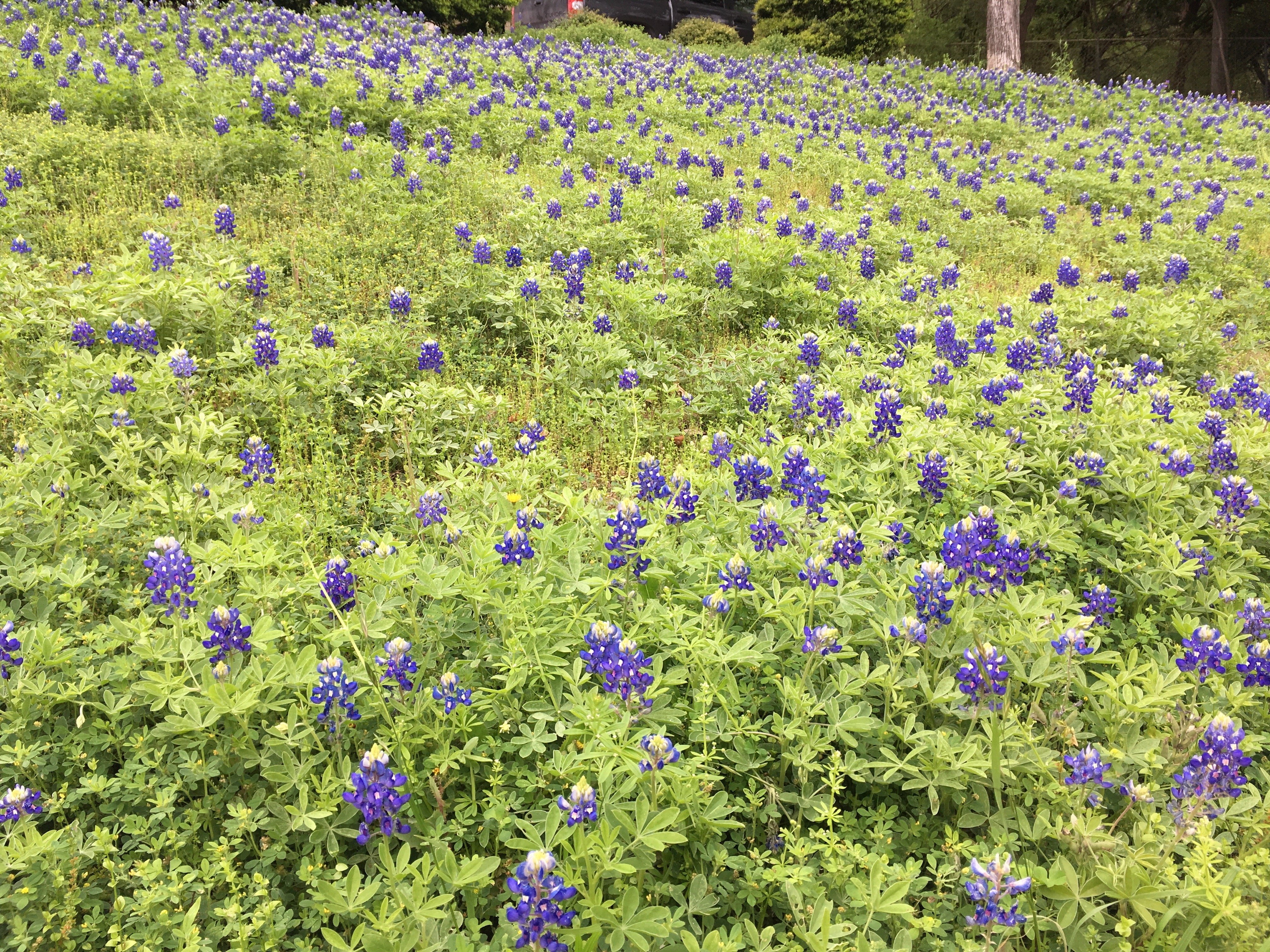 Wilson Hill Bluebonnets